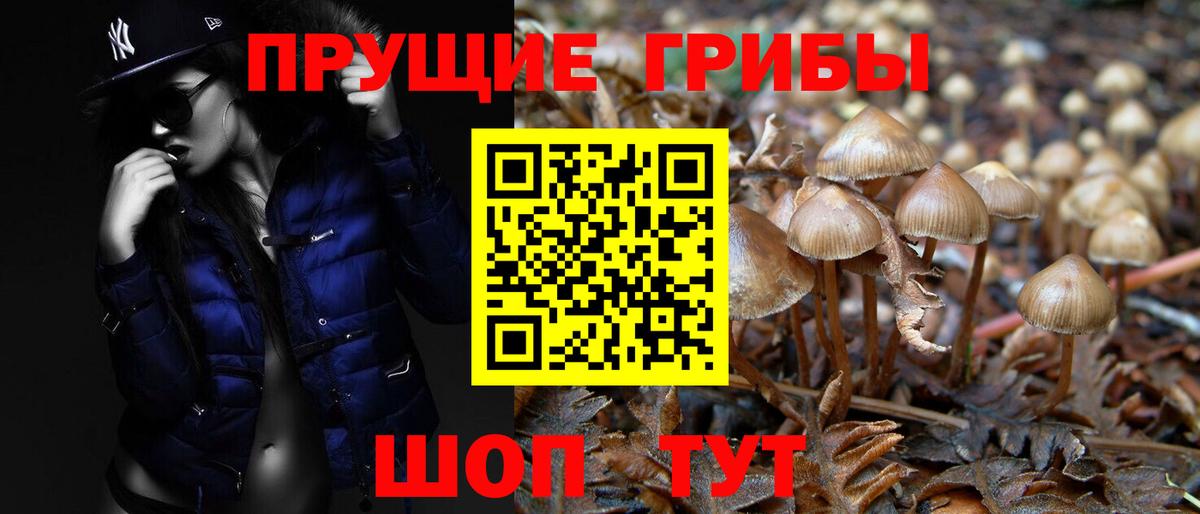 Галлюциногенные грибы Psilocybe Губкин